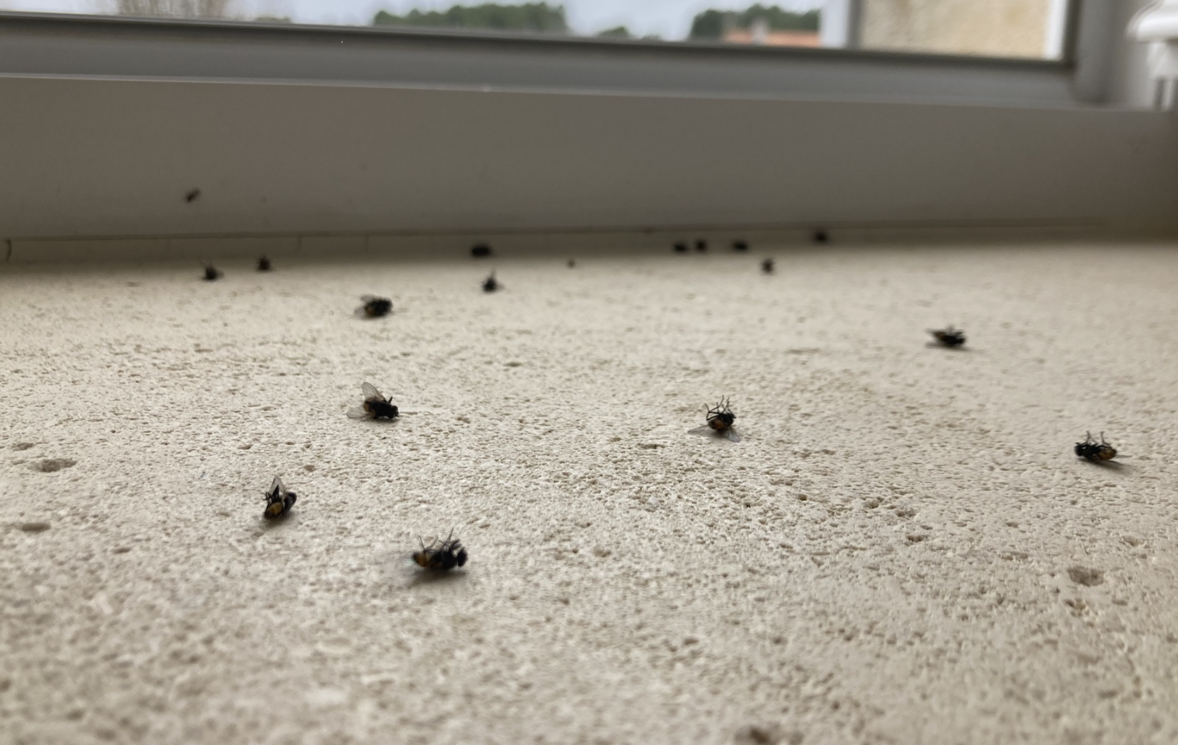 Infestation de mouches