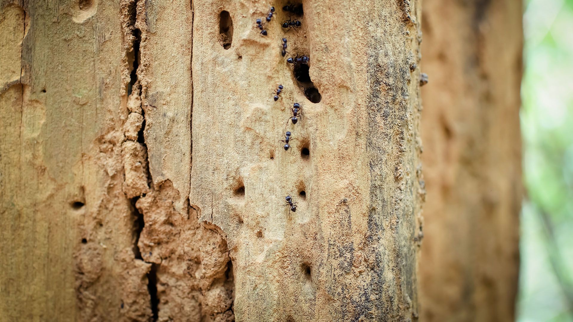 Traitement du bois : protection contre insectes et termites