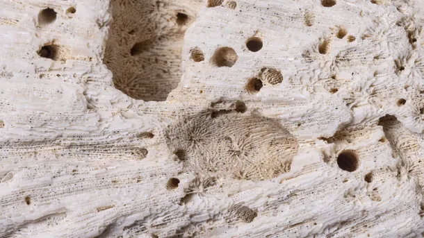 Vrillette et humidité - Comment éviter les dégâts dans votre charpente ?