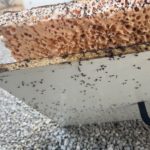 Désinsectisation - problématique d'infestation de fourmis dans une maison d'habitation